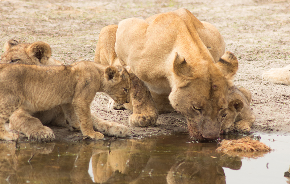  Botswana Northern Safari